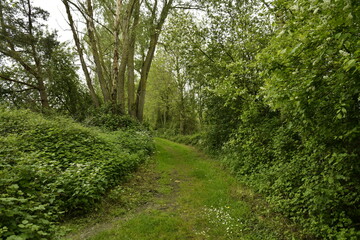Chemin sous la végétation luxuriante à l'emplacement de l'ancienne ligne de chemin de fer à Ghislenghien (Ath)