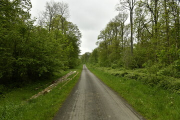 Fototapeta premium Route de campagne en pleine forêt au domaine provincial de Chevetogne à Ciney 