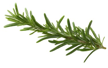 Fototapeta premium rosemary on white background