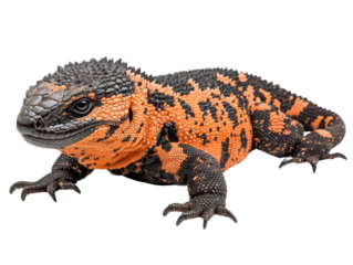 Colorful reptile with striking orange patterns.