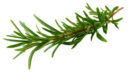 Fototapeta premium rosemary on white background