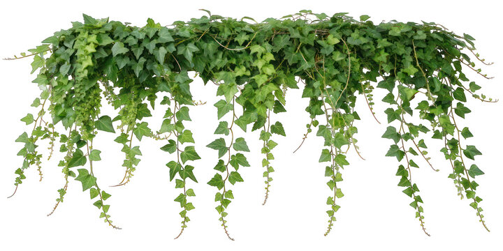 creeper plants on a transparent background, architectural design, best use for decoration and landscape design