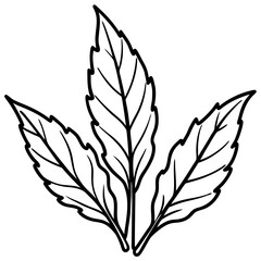 Sorrel Herb Botanical Vector Illustration