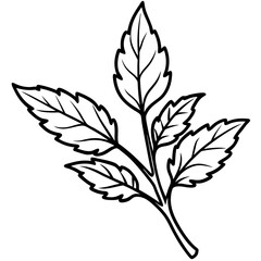 Sorrel Herb Botanical Vector Illustration