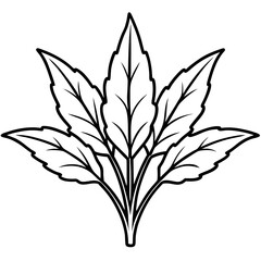 Sorrel Herb Botanical Vector Illustration