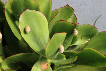 Small snails resting on the leaves of a plant, captured in a natural garden setting