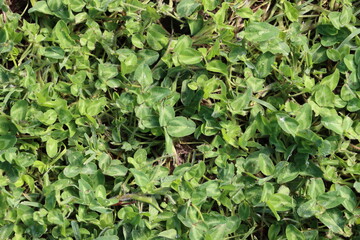 Close-up of green clover