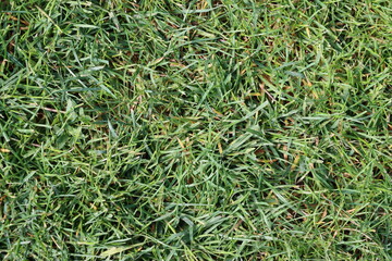 green grass background