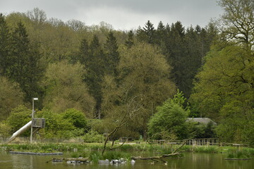Obraz premium Forêt au bout d'un étang sous un ciel gris au domaine provincial de Chevetogne à Ciney 