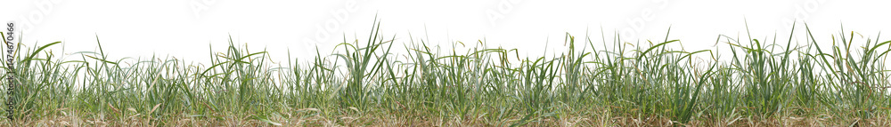 Poster realistic evergreen grass field in nature, meadow in springtime, tropical forest isolated on transpa