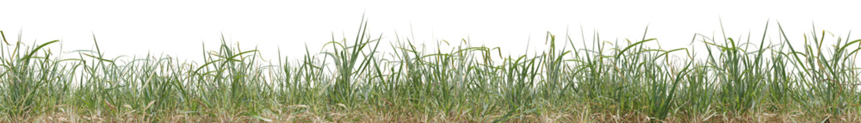 Realistic evergreen grass field in nature, Meadow in springtime, Tropical forest isolated on transparent background - PNG file, 3D rendering illustration for create and design or etc