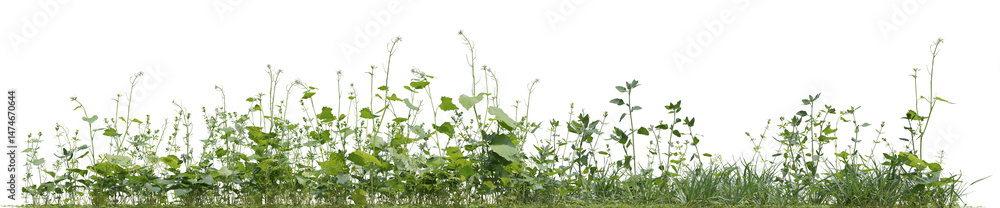 Poster realistic evergreen tropical forest in nature with isolated on transparent background - png file, 3d