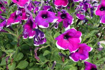 Fuchsia petunia flowers with white-edged petals in full bloom