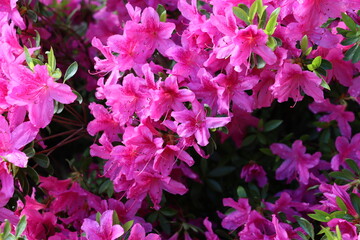 Pink azalea in full bloom in a garden, vibrant and lush spring flowers