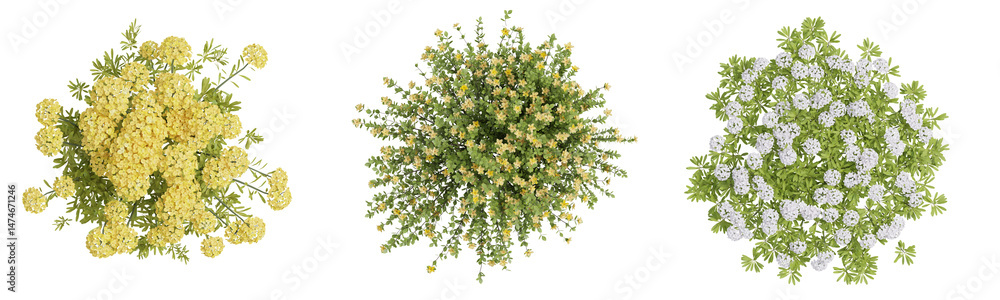 Poster top view evergreen colorful flowers in nature with isolated on transparent background - png file, 3d