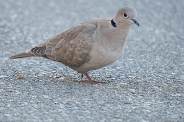 The Eurasian collared dove (Streptopelia decaocto) is a dove species native to Europe and Asia common in aiguamolls emporda girona spain