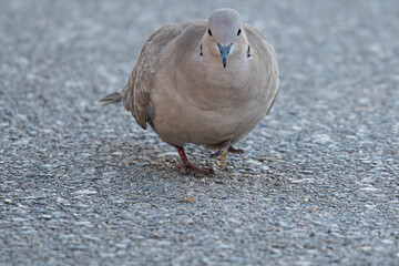 The Eurasian collared dove (Streptopelia decaocto) is a dove species native to Europe and Asia common in aiguamolls emporda girona spain