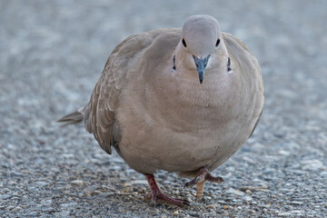 The Eurasian collared dove (Streptopelia decaocto) is a dove species native to Europe and Asia common in aiguamolls emporda girona spain