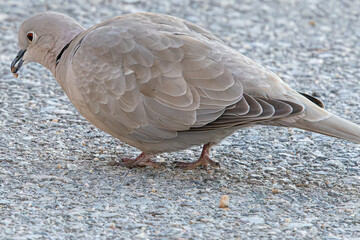 The Eurasian collared dove (Streptopelia decaocto) is a dove species native to Europe and Asia common in aiguamolls emporda girona spain