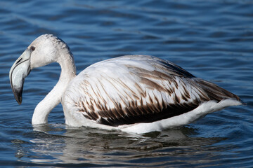 The greater flamingo (Phoenicopterus roseus) is the most widespread and largest species of the red flamingo family Common in aiguamolls emporda girona spain europe