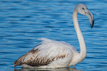 The greater flamingo (Phoenicopterus roseus) is the most widespread and largest species of the red...
