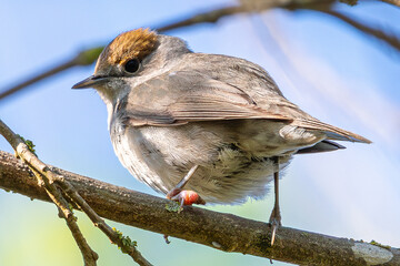 Chestnut capped eurasian blackcap standing on a tree branch against a clear blue sky, enjoying a peaceful moment in nature