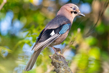 Eurasian jay with striking blue, black, and white markings perched on a branch, observing its...