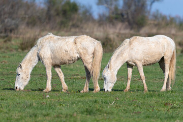 Two white horses enjoy a peaceful graze in a lush green pasture, showcasing the tranquility of nature