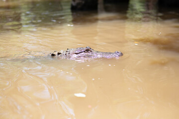 Close-up of an alligator's head peeking above the surface of murky swamp water.  Wildlife, nature...