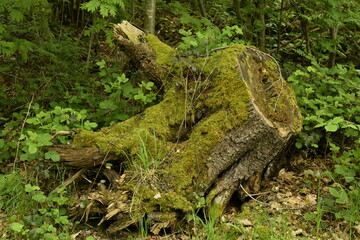 Souche couverte de végétation à la forêt du domaine provincial de Chevetogne à Ciney 