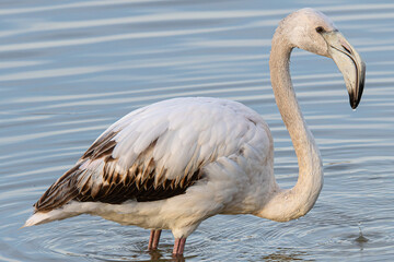 The greater flamingo (Phoenicopterus roseus) is the most widespread and largest species of the red flamingo family Common in aiguamolls emporda girona spain europe