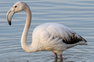 The greater flamingo (Phoenicopterus roseus) is the most widespread and largest species of the red flamingo family Common in aiguamolls emporda girona spain europe