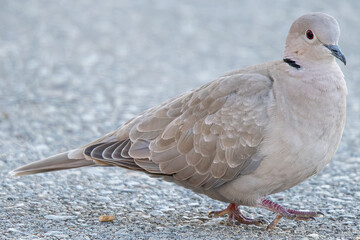 The Eurasian collared dove (Streptopelia decaocto) is a dove species native to Europe and Asia common in aiguamolls emporda girona spain
