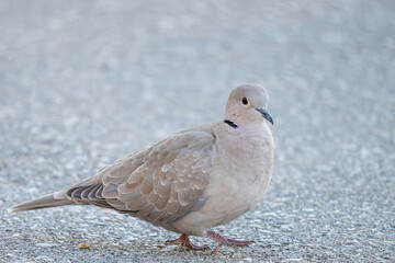 The Eurasian collared dove (Streptopelia decaocto) is a dove species native to Europe and Asia common in aiguamolls emporda girona spain