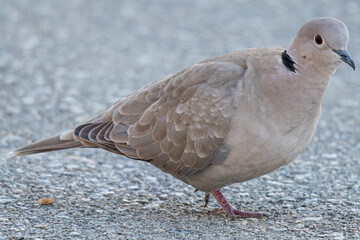 The Eurasian collared dove (Streptopelia decaocto) is a dove species native to Europe and Asia common in aiguamolls emporda girona spain