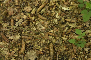 Carottes de pin sur le sol à la forêt du domaine provincial de Chevetogne à Ciney 