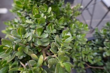 High-resolution image of a vibrant jade plant succulent, showcasing its thick, glossy leaves.