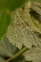 Macro photo of a plant leaf covered in morning dew and small aphids.  Nature, insect, plant, macro photography.