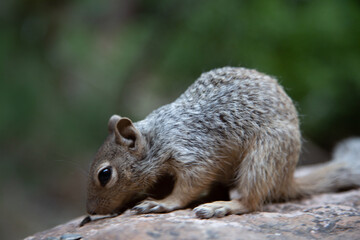 Close-up of a cute gray squirrel searching for food on a rock. Perfect for nature and wildlife themes.