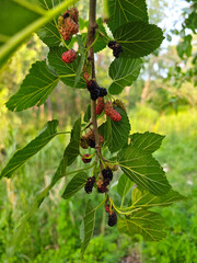 black and red mulberries hang on the branches with green leaves