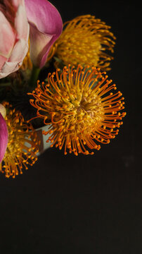 Protea tango