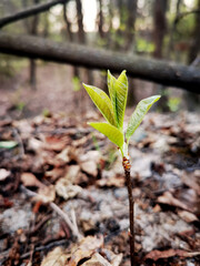 Young green sprout growing from the ground in the forest. Selective focus