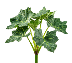 Lush green plant with deeply veined, broad leaves