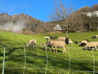 Idyllic scene of sheep grazing peacefully in a lush green field with a mountain backdrop.