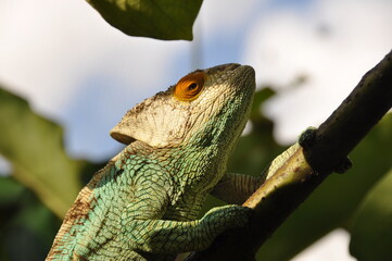 Close-up of parsons chameleon (Calumma parsonii) endemic to eastern and northern Madagascar 