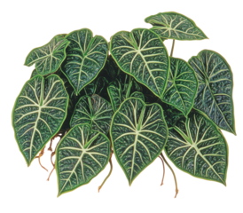 Lush green foliage with prominent veining, heart-shaped leaves