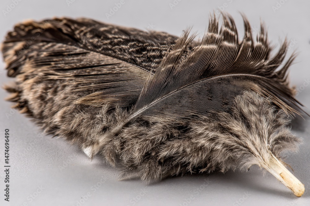 Poster Detailed close-up of a large bird feather resting on a flat surface showcasing intricate textures and patterns