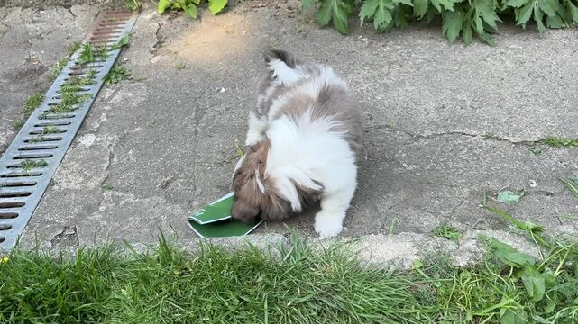 Welpe Shih Tzu spielt