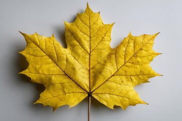 Bright yellow maple leaf showcasing autumn colors against a neutral background in a close-up view
