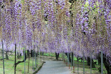Obraz premium 満開の藤の花